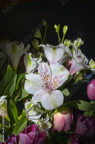 pink and white flower