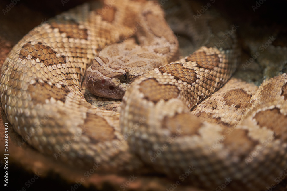 snake coiled brown and yellow snake coiled brown and yellow