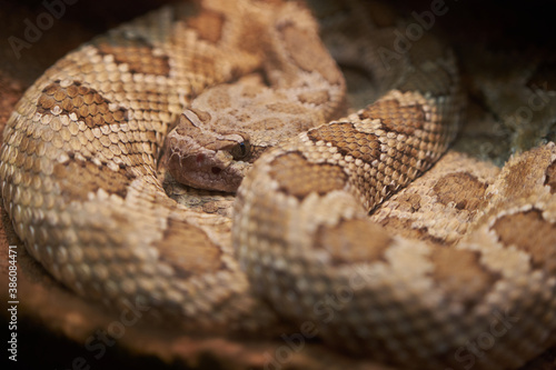snake coiled brown and yellow
