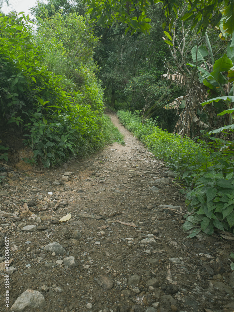 path in the middle of a forest path in the middle of a forest
