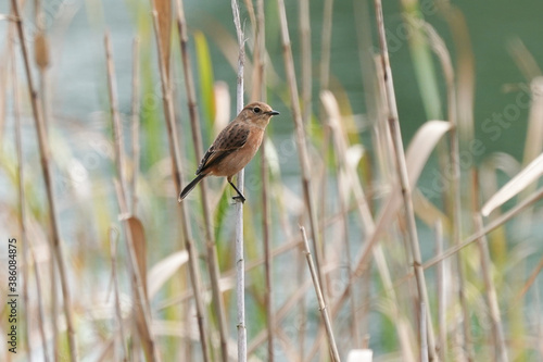 common stonechat on reed