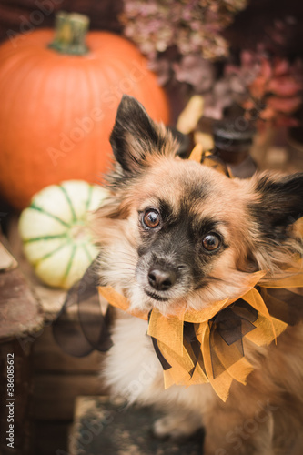 Dog portrait with halloween decoration