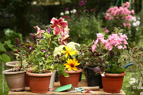Wallpaper Mural red lily , phloxes hydrangea flowers pot plants on green summer garden background Torontodigital.ca