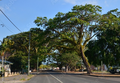 green fern-clad raintrees (Samanea saman) lining the treets of Mossman Queensland Australia