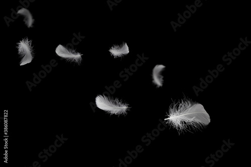 Soft light fluffy a feathers floating in the dark. Feather abstract freedom concept background. Isolate on black background