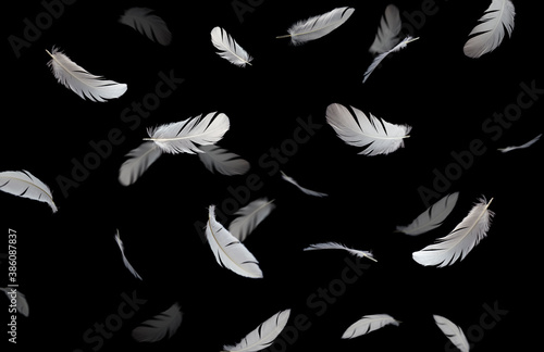 Group of a white bird feathers floating in the dark. Feather abstract freedom concept background. Isolate on black background