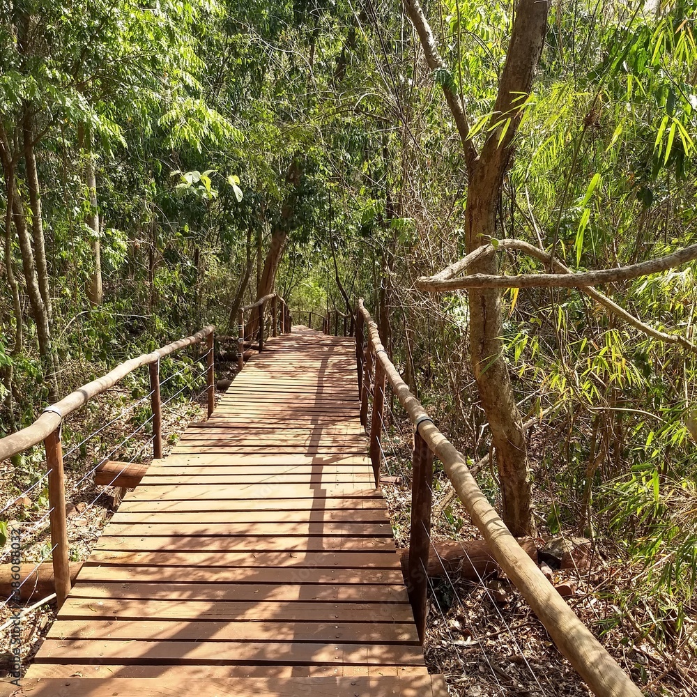 Fototapeta premium path in the forest
