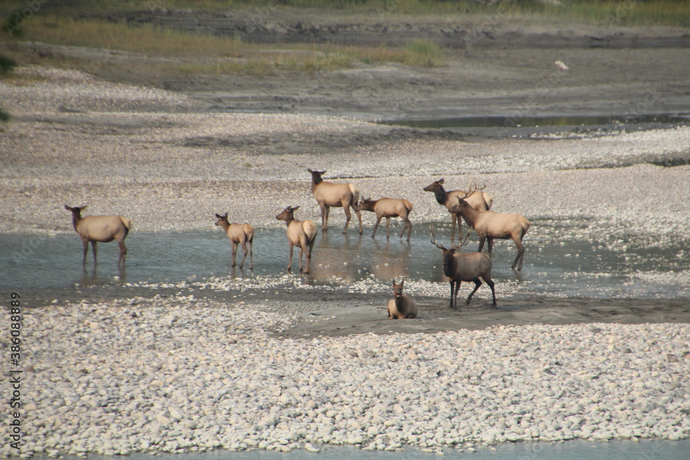 Herd Of Rutting Elk Along The Athabasca River, Jasper National Park, Alberta Herd Of Rutting Elk Along The Athabasca River, Jasper National Park, Alberta