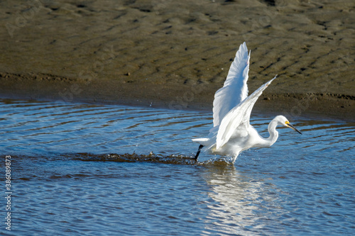 Little Egret in New Zealand © Imogen