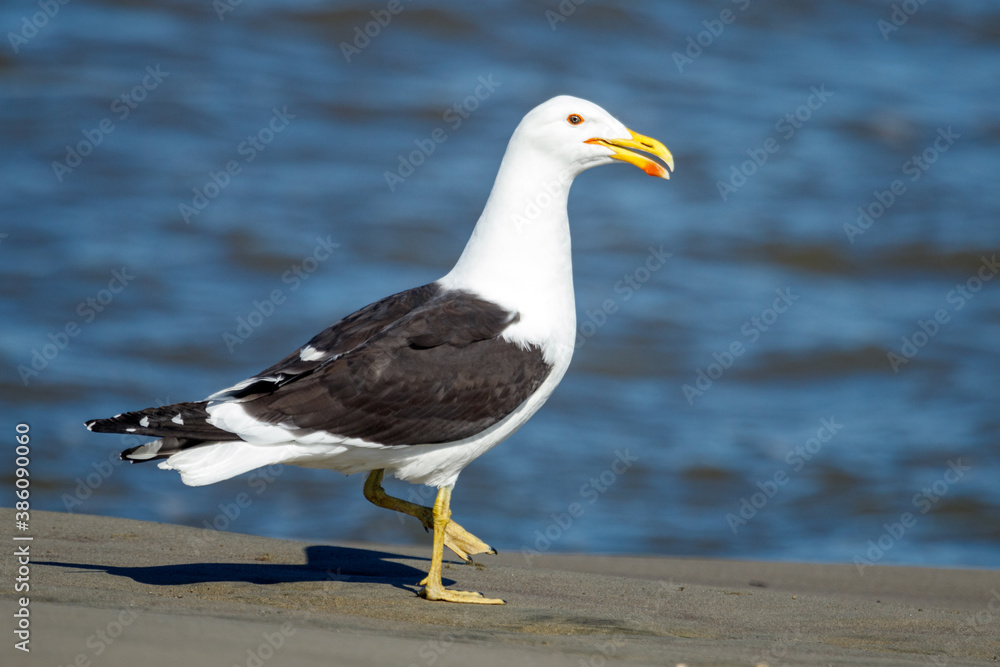 Southern Black-backed Gull / Kelp Gull in New Zealand Southern Black-backed Gull / Kelp Gull in New Zealand