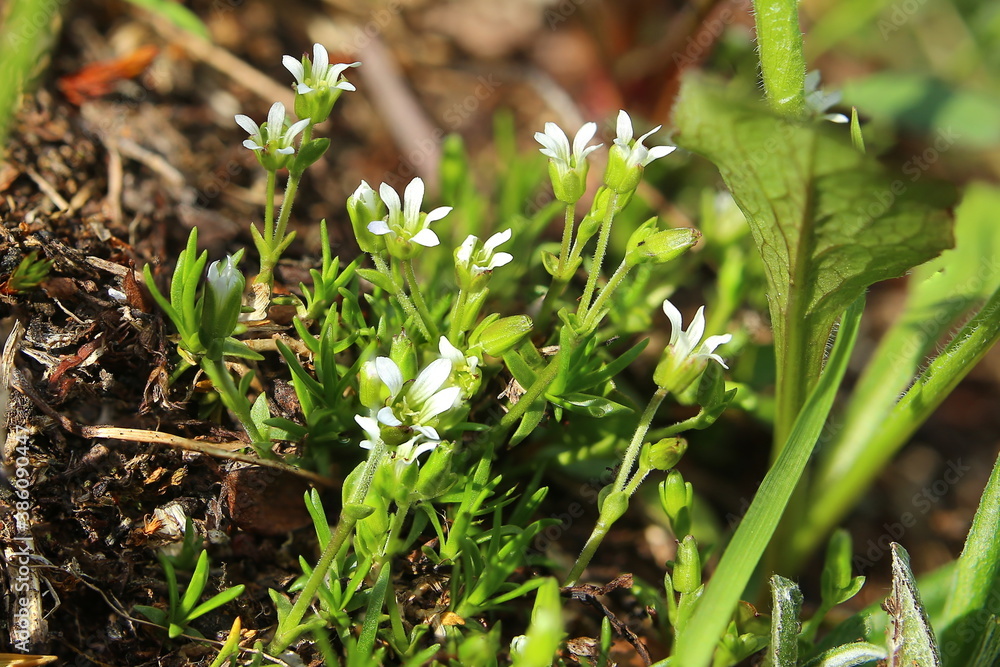 Minuartia biflora, also called the mountain sandwort Minuartia biflora, also called the mountain sandwort