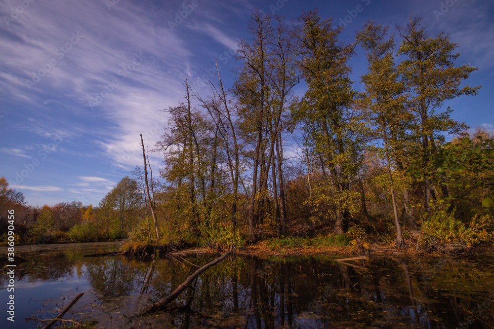 Obraz premium forest autumn swamp with snags. Russian Federation