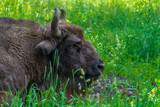 European bison (Bison bonasus), also known as the wisent, the zubr , or the European wood bison. Animals and nature.