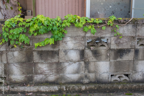 vine growing on the wall of a house © Makoto Itali