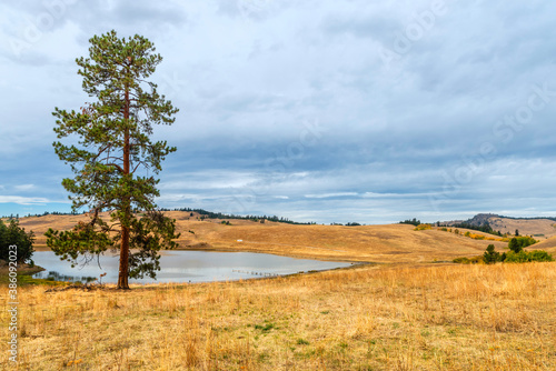 A pond in the middle of a meadow with hills and yellow grass. Tall, slender tree by the pond, forest in the background, blue sky with clouds above.