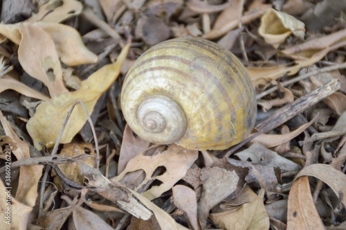 Channeled applesnail on the ground - Pomacea canaliculata photo