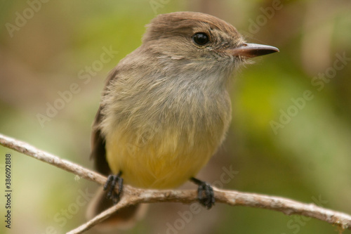 Galapagos flycatchcer