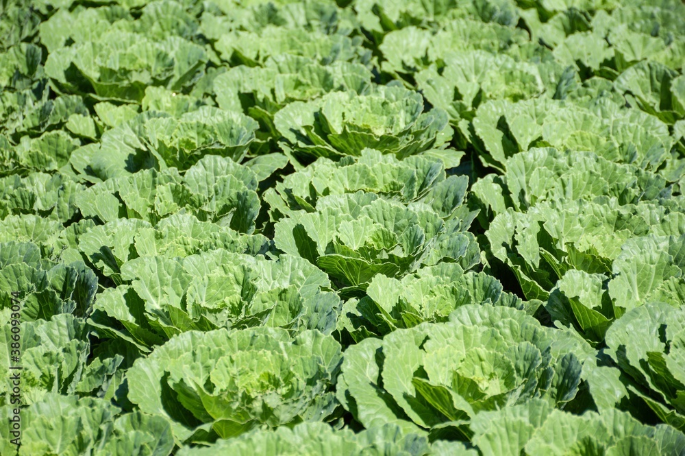 green cauliflower plants in vegetable garden