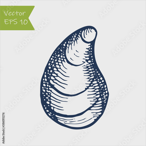 sea shell mussel hand ink drawn sketch outline stock vector illustration