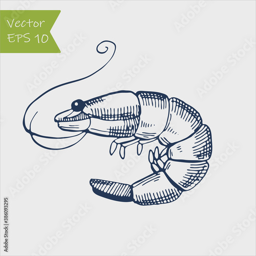 Shrimp sea Caridea animal engraving vector illustration. Scratch board style imitation.
