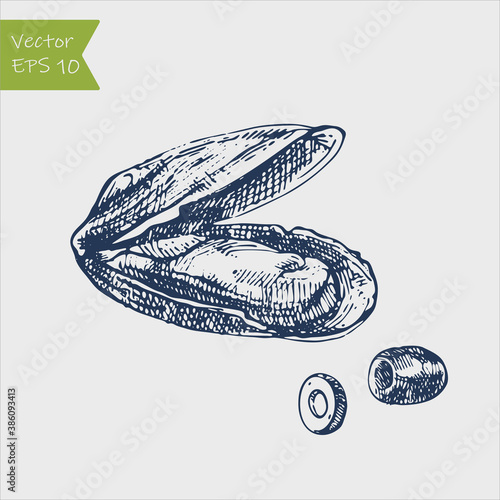 sea shell mussel hand ink drawn sketch outline stock vector illustration
