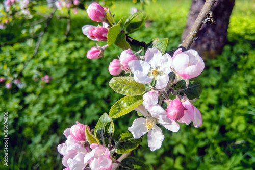 View of the blooming apple tree in the spring in the garden.
