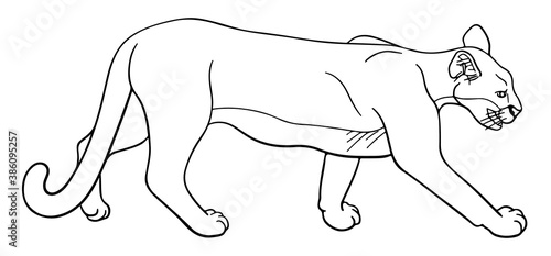 Hand-drawn cougar illustration