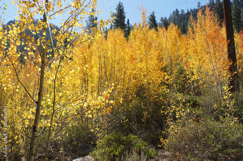 retty autumn scene with a grove of golden aspen trees  glowing in the sunlight