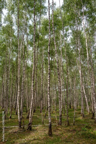 Birch trees in a forest near Ede in The Netherlands.