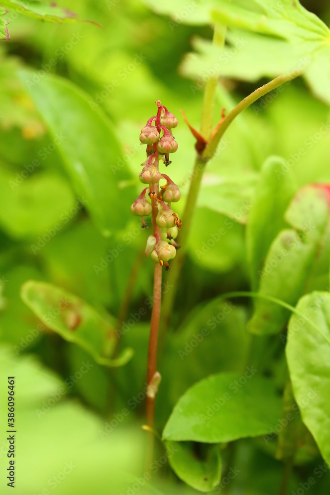 Pyrola minor, the common wintergreen, with fruits Pyrola minor, the common wintergreen, with fruits