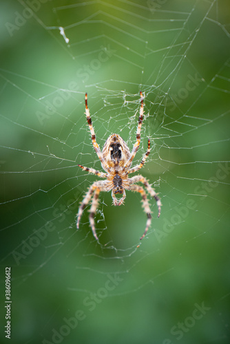 Spider sitting in a web waiting for prey
