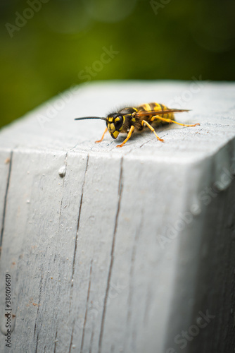 Wasp resting on fence © Thomas