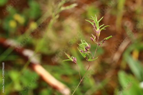Young shoots of Poa bulbosa, bulbous meadow-grass, growing from the spike