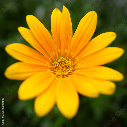 Close up of a yellow flower on green background