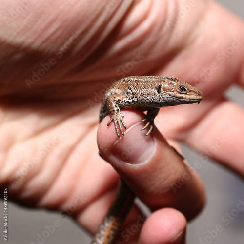 Zootoca vivipara, the viviparous lizard held in hand