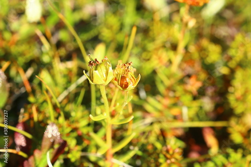 Фотография Fruits of saxifraga aizoides, the yellow mountain saxifrage