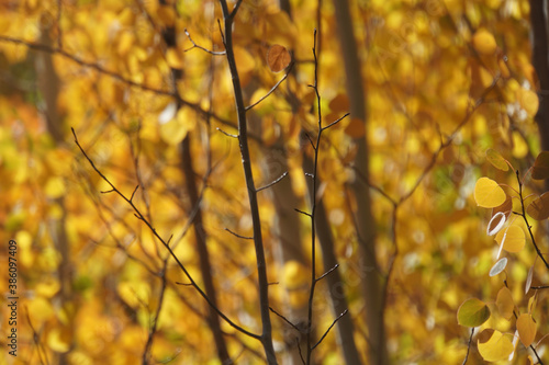 Close-up view of golden yellow and orange aspen trees and leaves on a sunny day