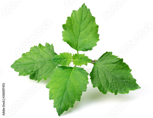 fresh Patchouli (Pogostemon cablin) leaves isolated on the white background