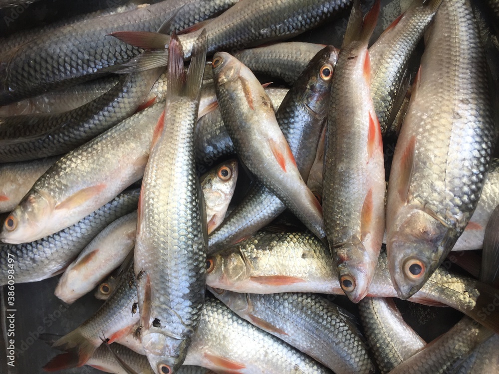 Fresh fish shop. Fresh fish shop.
