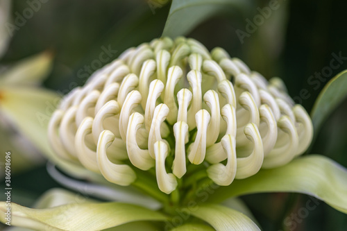 Closeup of a white waratah flower photo