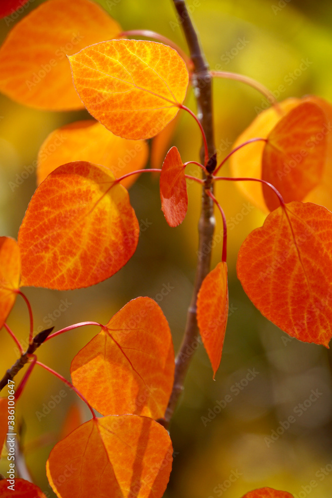 Close-up view of vibrant orange and red aspen leaves, with sunlight, shadows and selective focus