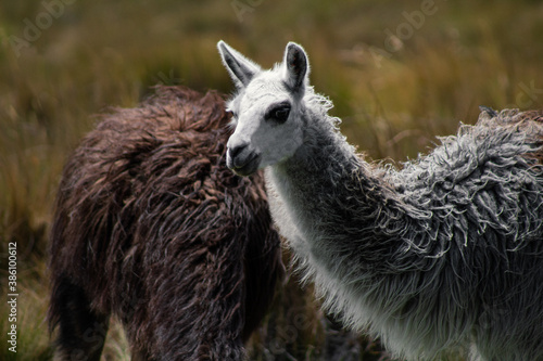 Tierna llama en el campo photo