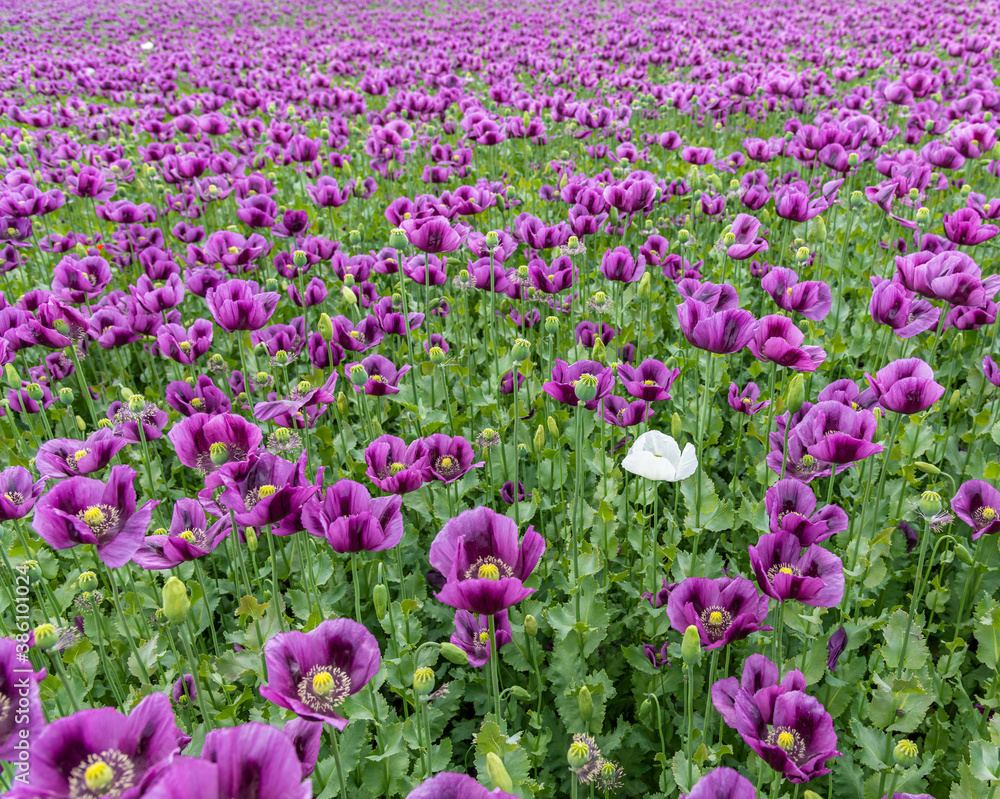 Obraz premium single white breadseed poppy (Papaver somniferum) flower in the field of purples