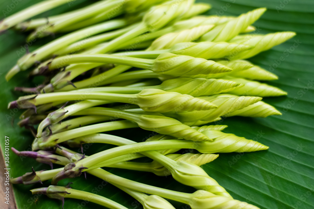 Moonflower (Ipomoea alba L.) Herb Vegetables Moonflower (Ipomoea alba L.) Herb Vegetables