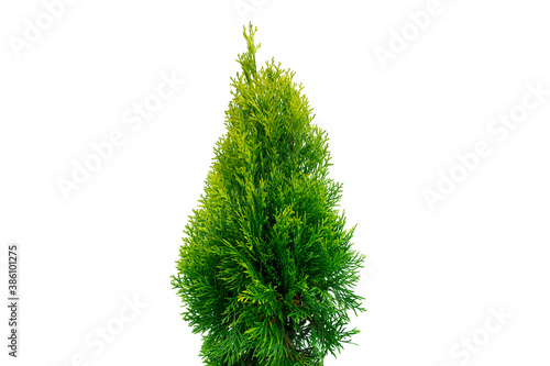 Thuja occidentalis smaragd isolated on white background with clipping path. Green thuja isolated on white background. Evergreen coniferous tree. Cypress thuja photo