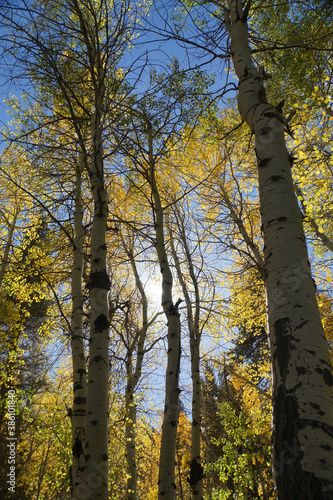 A close-up view of aspen trees and trunks, with golden yellow fall colors