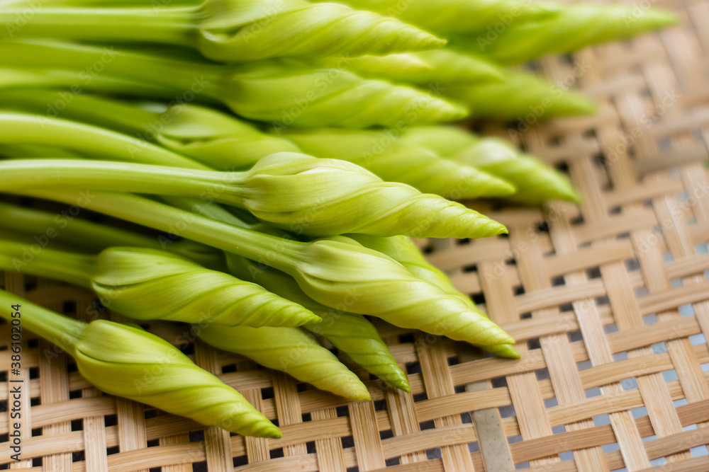 Moonflower (Ipomoea alba L.) Herb Vegetables Moonflower (Ipomoea alba L.) Herb Vegetables