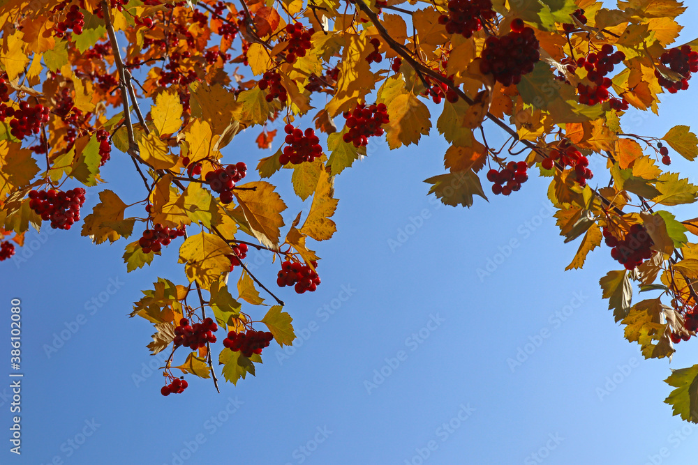 Red berries and yellow leaves of hawthorn. Bright autumn view of tree branches against the blue sky. Red berries and yellow leaves of hawthorn. Bright autumn view of tree branches against the blue sky.