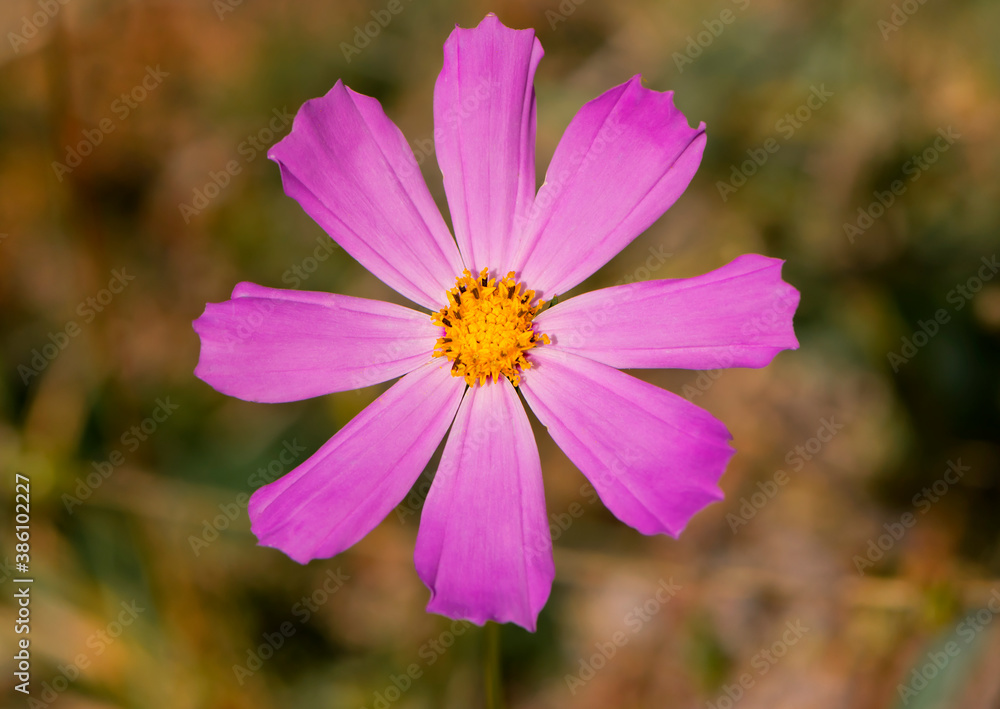 Obraz premium delicate pink forest chamomile flower close up centered for background and text