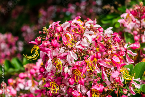 Cassia bakeriana Craib, photo